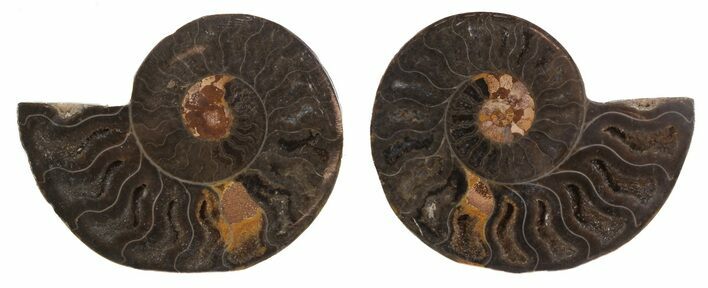 Split Black/Orange Ammonite Pair - Unusual Coloration #55564